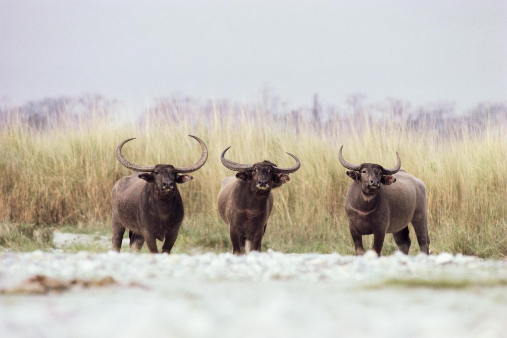 ca. 1990s, Assam, India --- Three Water Buffalo --- Image by © Royalty-Free/Corbis
