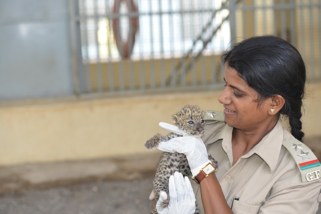 The Lion Queens Of India  Rasila holding a cub