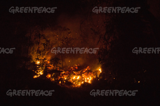 Fires on burning peat land in the district of Kapuas in the Central Kalimantan province on Borneo island, Thursday 22 October 2015. Photo Ardiles Rante / Hati Kecil Visuals for Greenpeace