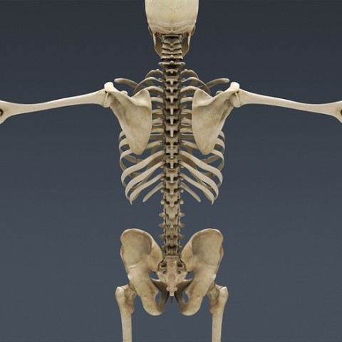 Human-Skeleton-3d