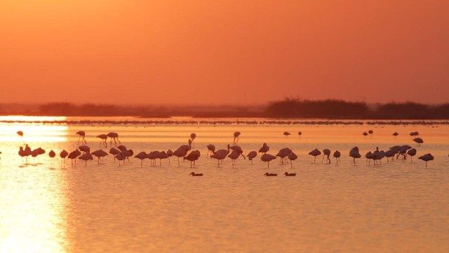 Rann of Kutch Flamingos in the salt desert marsh