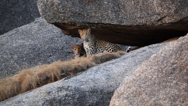 Jawai India's Leopard Hills1