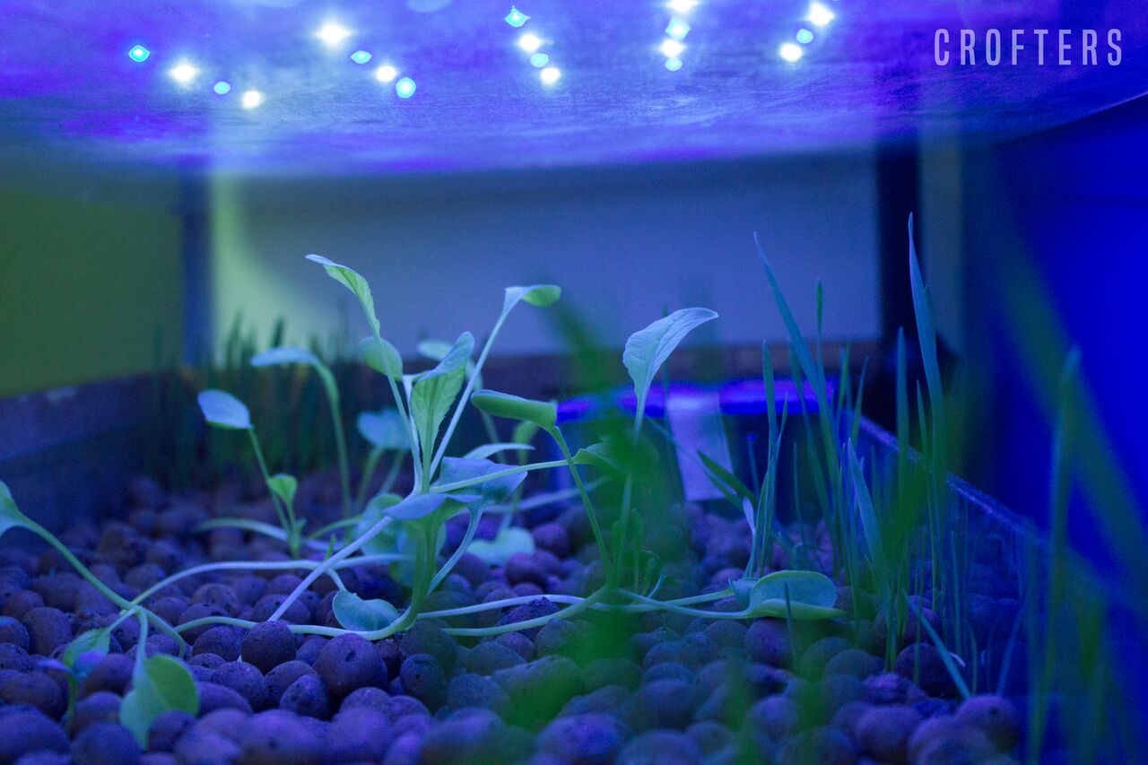 can you grow weed with aquaponics ~ waters sistem